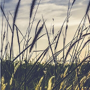 a field at sunset