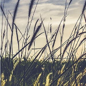 a field at sunset